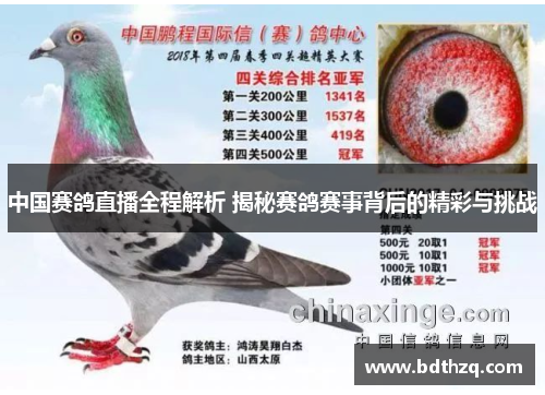 中国赛鸽直播全程解析 揭秘赛鸽赛事背后的精彩与挑战